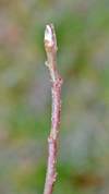 Bellida apple buds in januar